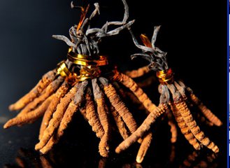 温江回收虫草：冬虫夏草的传统吃法